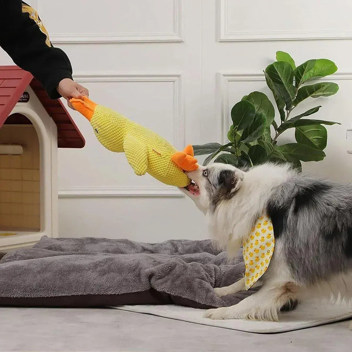 Spud Jax Petshop Plush Cartoon Duck Dog Toy Interactive Squeaky Pet Toy Durable Fun Chew Toy - Green Plush Cartoon Duck Dog Toy Interactive Squeaky Pet Toy Durable Fun Chew Toy - Green Pet Care > Dog Supplies > Dog Apparel