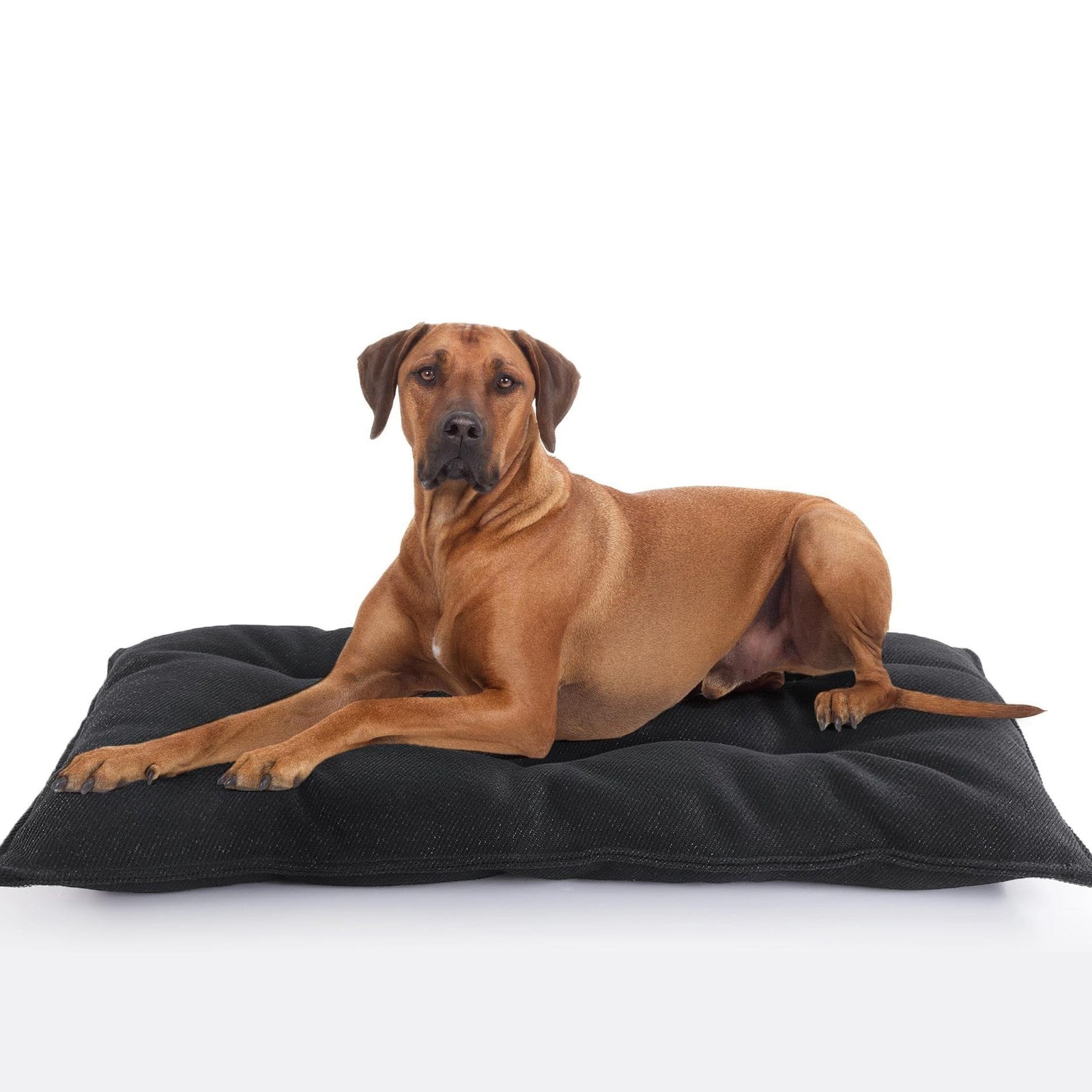 Spud Jax Petshop Chew Proof Indestructible Dog Beds for Aggressive Chewers,Durable Dog Crate Pad,Washable Tough Pet Mats for Kennel,Black,S 43*58cm Chew Proof Indestructible Dog Beds for Aggressive Chewers,Durable Dog Crate Pad,Washable Tough Pet Mats for Kennel,Black,S 43*58cm Pet Care > Dog Supplies > Dog Beds