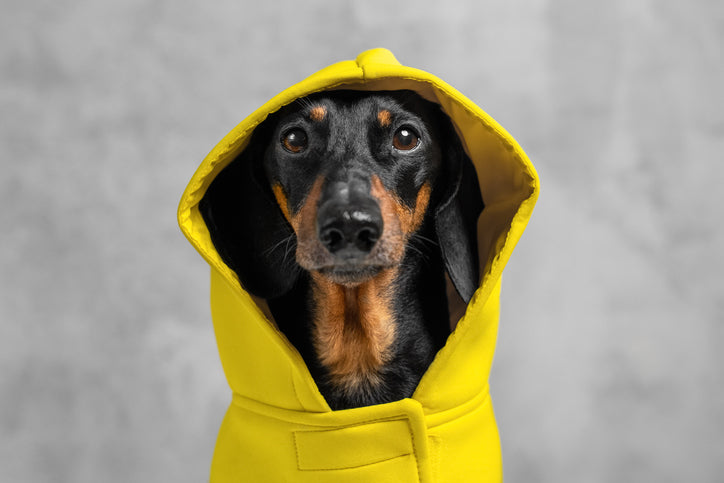 Jackets & Coats