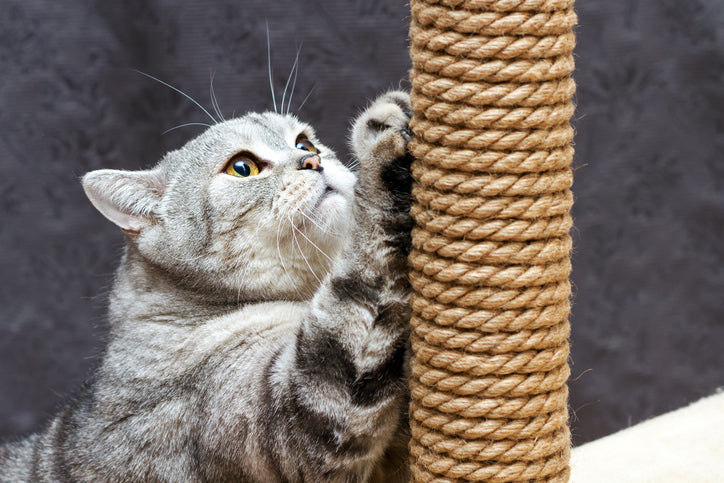 Cat Scratching Trees