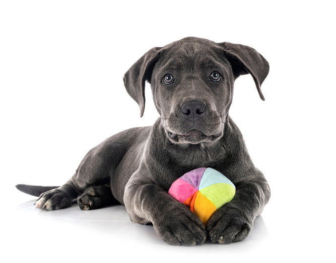 Dog Toys