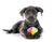 Dog Toys