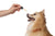 Hemp Oils For Your Pets
