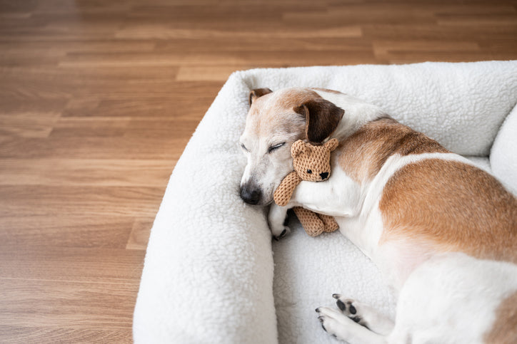Dog Beds