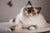 Cat Accessories
