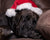 Christmas treats