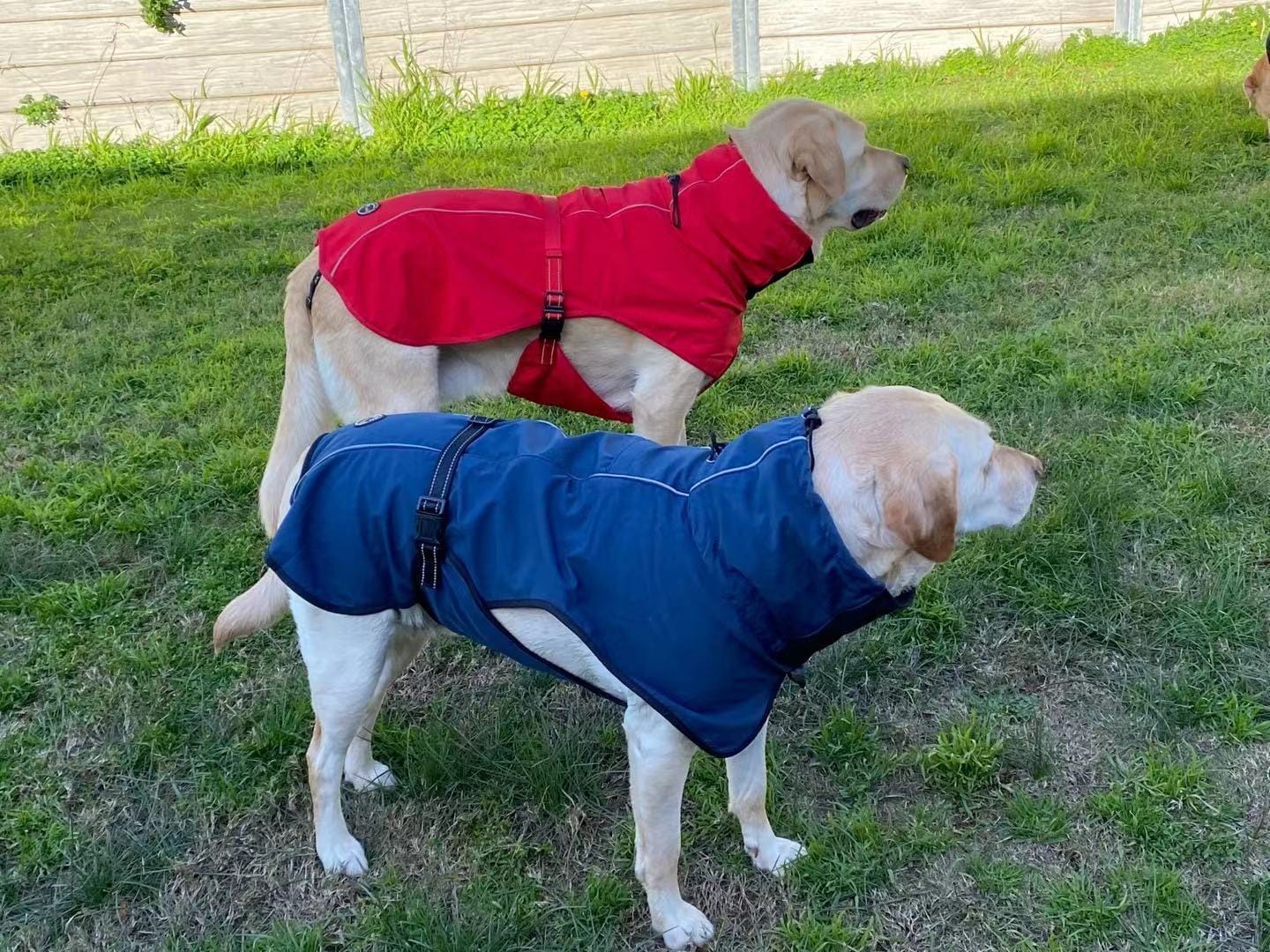 Spud Jax Petshop Pet Dog Raincoat Poncho Jacket Windbreaker Waterproof Clothes with Harness Hole-S-Red Pet Care > Dog Supplies