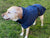 Spud Jax Petshop Pet Dog Raincoat Poncho Jacket Windbreaker Waterproof Clothes with Harness Hole-XL-Blue Pet Care > Dog Supplies