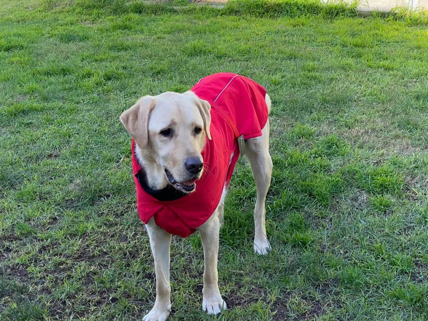 Spud Jax Petshop Pet Dog Raincoat Poncho Jacket Windbreaker Waterproof Clothes with Harness Hole-XXL-Red Pet Care > Dog Supplies