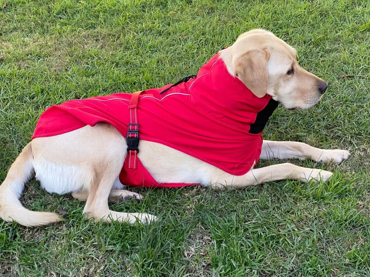 Spud Jax Petshop Pet Dog Raincoat Poncho Jacket Windbreaker Waterproof Clothes with Harness Hole-XXL-Red Pet Care > Dog Supplies