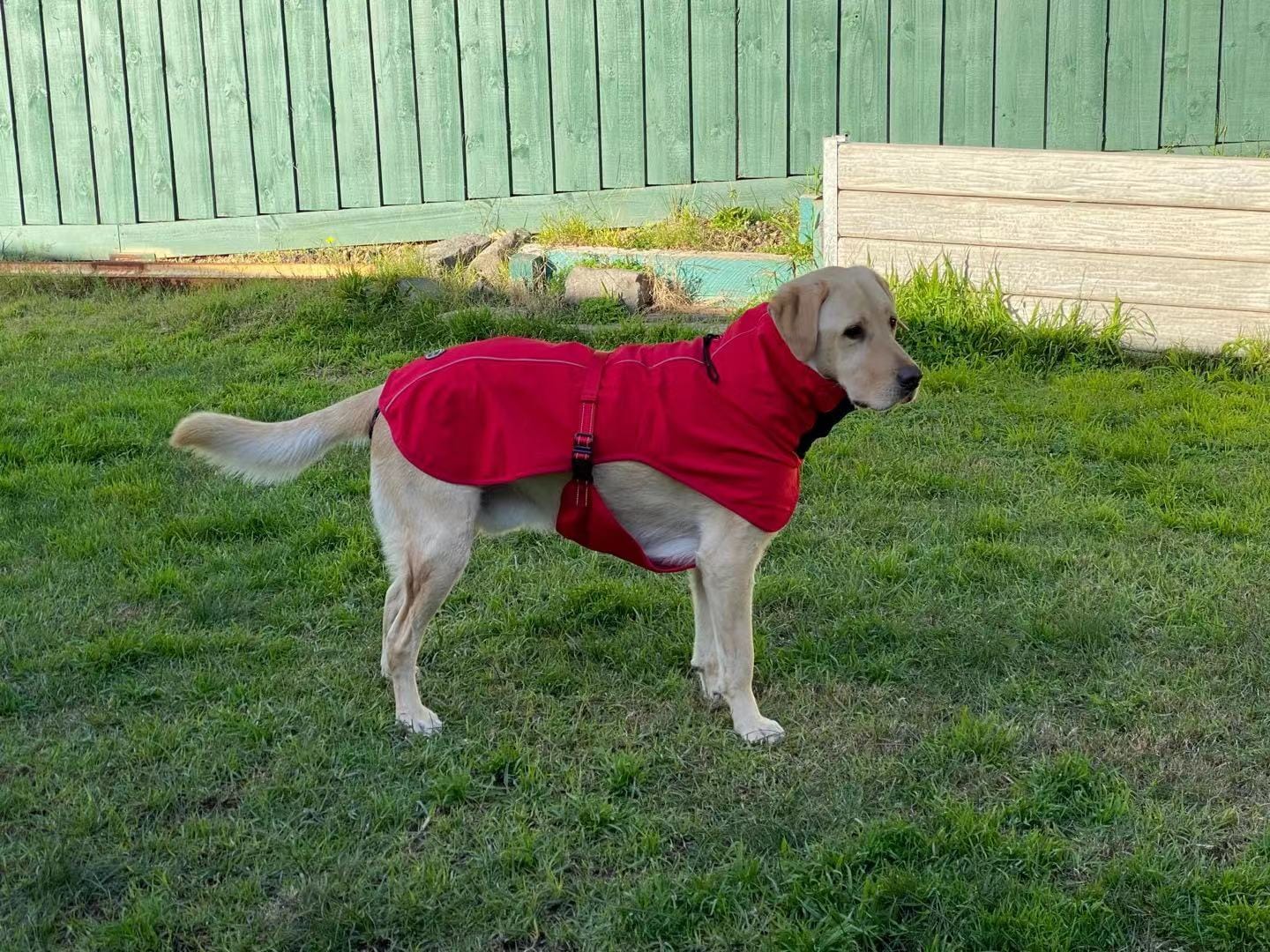 Spud Jax Petshop Pet Dog Raincoat Poncho Jacket Windbreaker Waterproof Clothes with Harness Hole-XXL-Red Pet Care > Dog Supplies