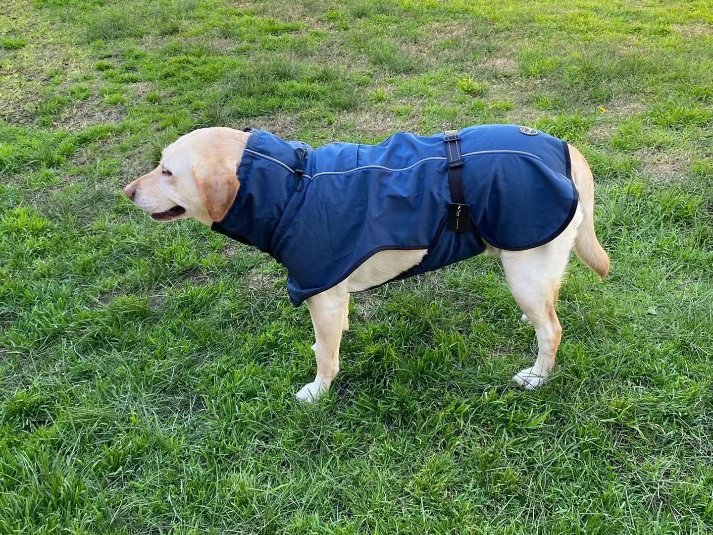 Spud Jax Petshop Pet Dog Raincoat Poncho Jacket Windbreaker Waterproof Clothes with Harness Hole-XXL-Blue Pet Care > Dog Supplies