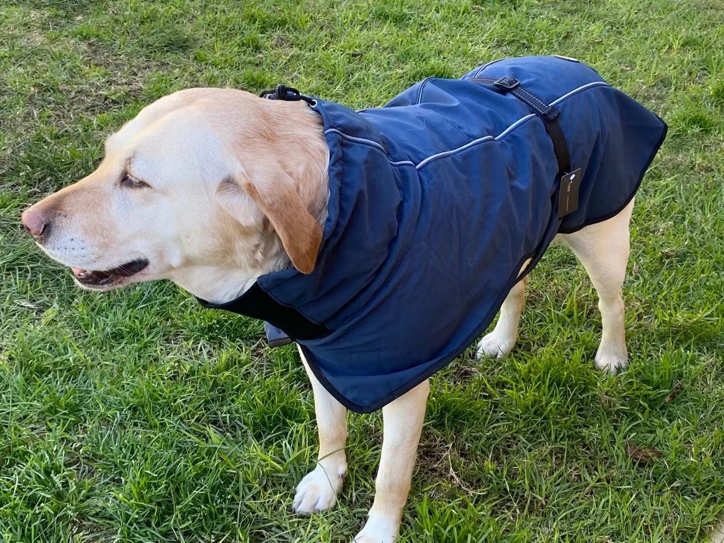 Spud Jax Petshop Pet Dog Raincoat Poncho Jacket Windbreaker Waterproof Clothes with Harness Hole-XL-Black (Single Layer) Pet Dog Raincoat Poncho Jacket Windbreaker Waterproof Clothes with Harness Hole-XL-Black (Single Layer) Pet Care > Dog Supplies > Dog Apparel