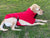 Spud Jax Petshop Pet Dog Raincoat Poncho Jacket Windbreaker Waterproof Clothes with Harness Hole-XL-Black (Single Layer) Pet Dog Raincoat Poncho Jacket Windbreaker Waterproof Clothes with Harness Hole-XL-Black (Single Layer) Pet Care > Dog Supplies > Dog Apparel