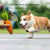 Spud Jax Petshop 2 PCS Durable Rubber Carrot Dog Toy – Squeaky Chew Toy for Large Dogs, Puppy Teething & Dental Care, Interactive Play for Bored Pets 2 PCS Durable Rubber Carrot Dog Toy – Squeaky Chew Toy for Large Dogs, Puppy Teething & Dental Care, Interactive Play for Bored Pets Pet Care > Toys > Dog Toys