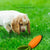 Spud Jax Petshop 2 PCS Durable Rubber Carrot Dog Toy – Squeaky Chew Toy for Large Dogs, Puppy Teething & Dental Care, Interactive Play for Bored Pets 2 PCS Durable Rubber Carrot Dog Toy – Squeaky Chew Toy for Large Dogs, Puppy Teething & Dental Care, Interactive Play for Bored Pets Pet Care > Toys > Dog Toys