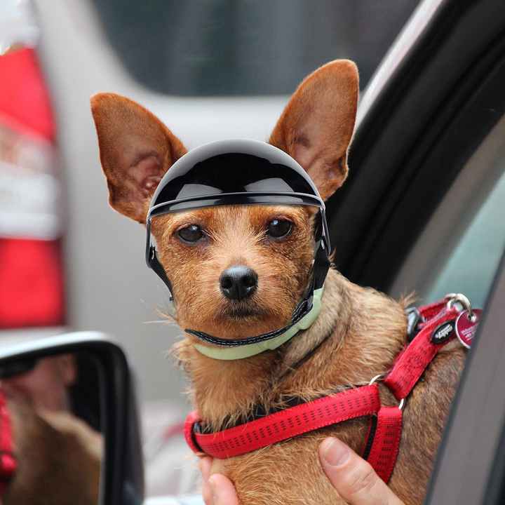 Spud Jax Petshop Size S Black Pet Safety Helmet – Stylish Protective Headgear for Dogs Size S Black Pet Safety Helmet – Stylish Protective Headgear for Dogs Pet Care > Dog Supplies > Dog Training Aids