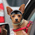 Spud Jax Petshop Size S Black Pet Safety Helmet – Stylish Protective Headgear for Dogs Size S Black Pet Safety Helmet – Stylish Protective Headgear for Dogs Pet Care > Dog Supplies > Dog Training Aids