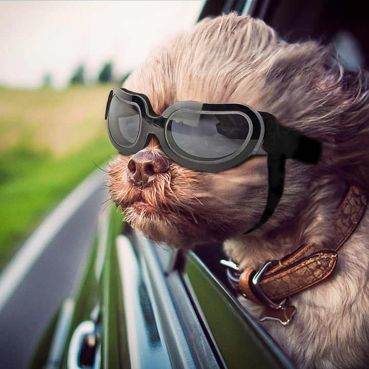 Spud Jax Petshop Blue Lenses Pet Sunglasses for Dogs and Cats – UV Protection, Adjustable Strap, Anti-Wind and Anti-Fog Pet Goggles Blue Lenses Pet Sunglasses for Dogs and Cats – UV Protection, Adjustable Strap, Anti-Wind and Anti-Fog Pet Goggles Pet Care > Dog Supplies > Dog Training Aids