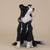 Spud Jax Petshop 2XL Black Cute Dog Hoodie with Adjustable Drawstring - Available in Various Sizes 2XL Black Cute Dog Hoodie with Adjustable Drawstring - Available in Various Sizes Pet Care > Dog Supplies > Dog Apparel