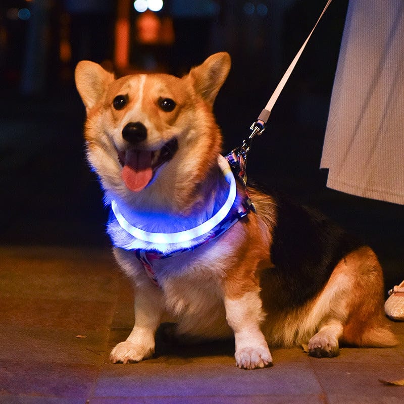 Spud Jax Petshop Colorful Rechargeable LED Pet Collar - Adjustable, Glow-in-Dark Safety for Dogs & Cats Colorful Rechargeable LED Pet Collar - Adjustable, Glow-in-Dark Safety for Dogs & Cats Pet Care > Cleaning & Maintenance > Pet Medical Collars