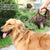Spud Jax Petshop Dog Leash Cowhide Lead Heavy Duty Leather M Size Brown For Walking Training - Black Dog Leash Cowhide Lead Heavy Duty Leather M Size Brown For Walking Training - Black Pet Care > Dog Supplies > Dog Collars, Leads & Harnesses