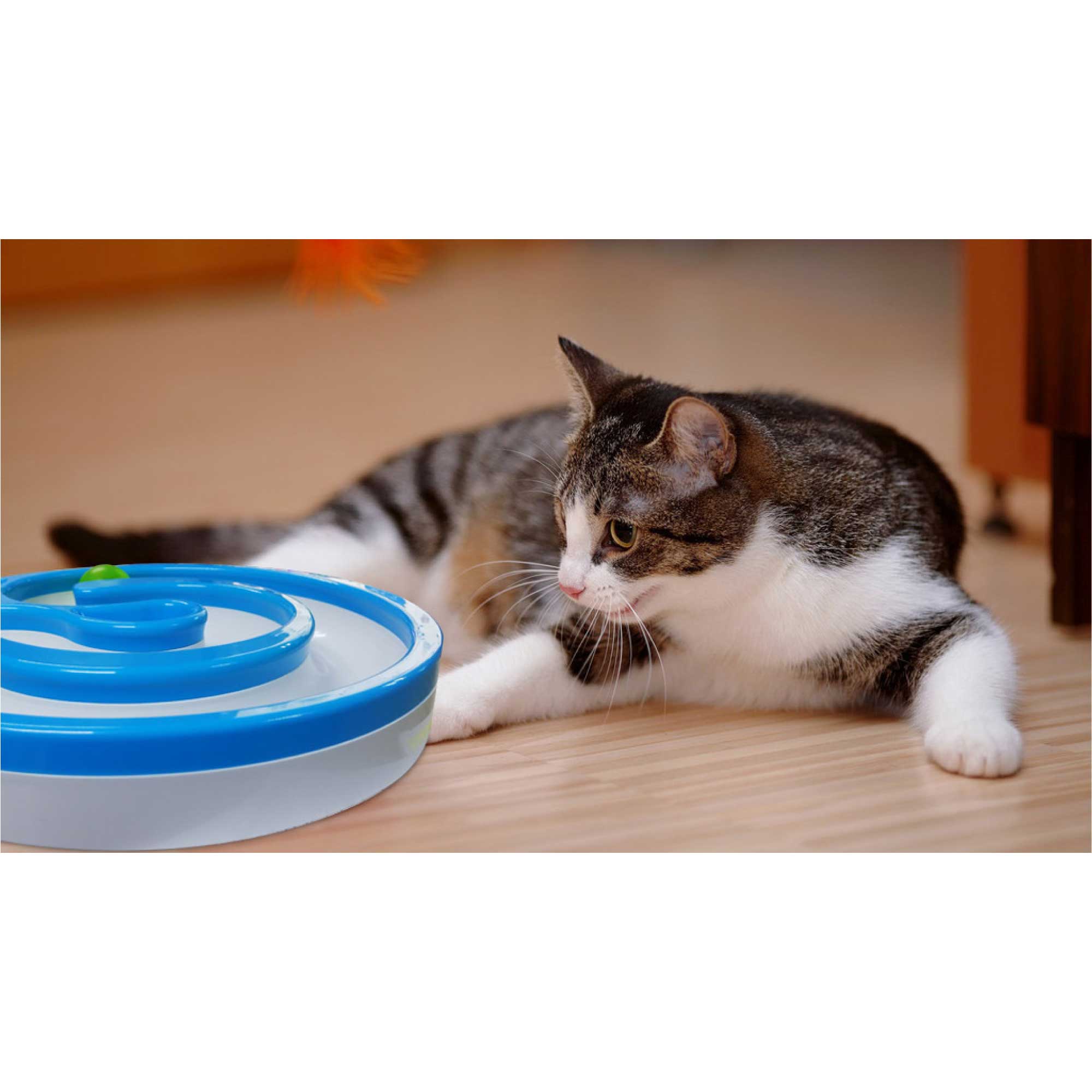 Spud Jax Petshop Interactive Cat Track Circle with LED  Sound Light Rolling Ball - Chase Play Toy Interactive Cat Track Circle with LED  Sound Light Rolling Ball - Chase Play Toy Pet Care > Toys > Cat Toys