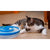 Spud Jax Petshop Interactive Cat Track Circle with LED  Sound Light Rolling Ball - Chase Play Toy Interactive Cat Track Circle with LED  Sound Light Rolling Ball - Chase Play Toy Pet Care > Toys > Cat Toys