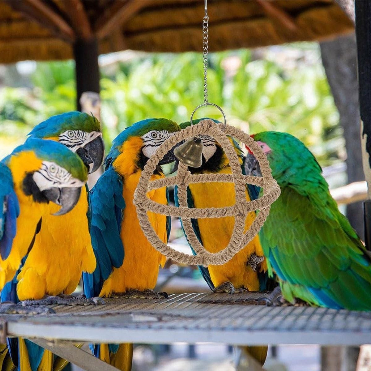 Spud Jax Petshop Interactive Parrot Hoop Swing Interactive Parrot Hoop Swing Pet Care > Bird > Bird Cage Accessories