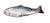 Spud Jax Petshop New Kitten Pack New Kitten Pack Pet Care > Cat Supplies