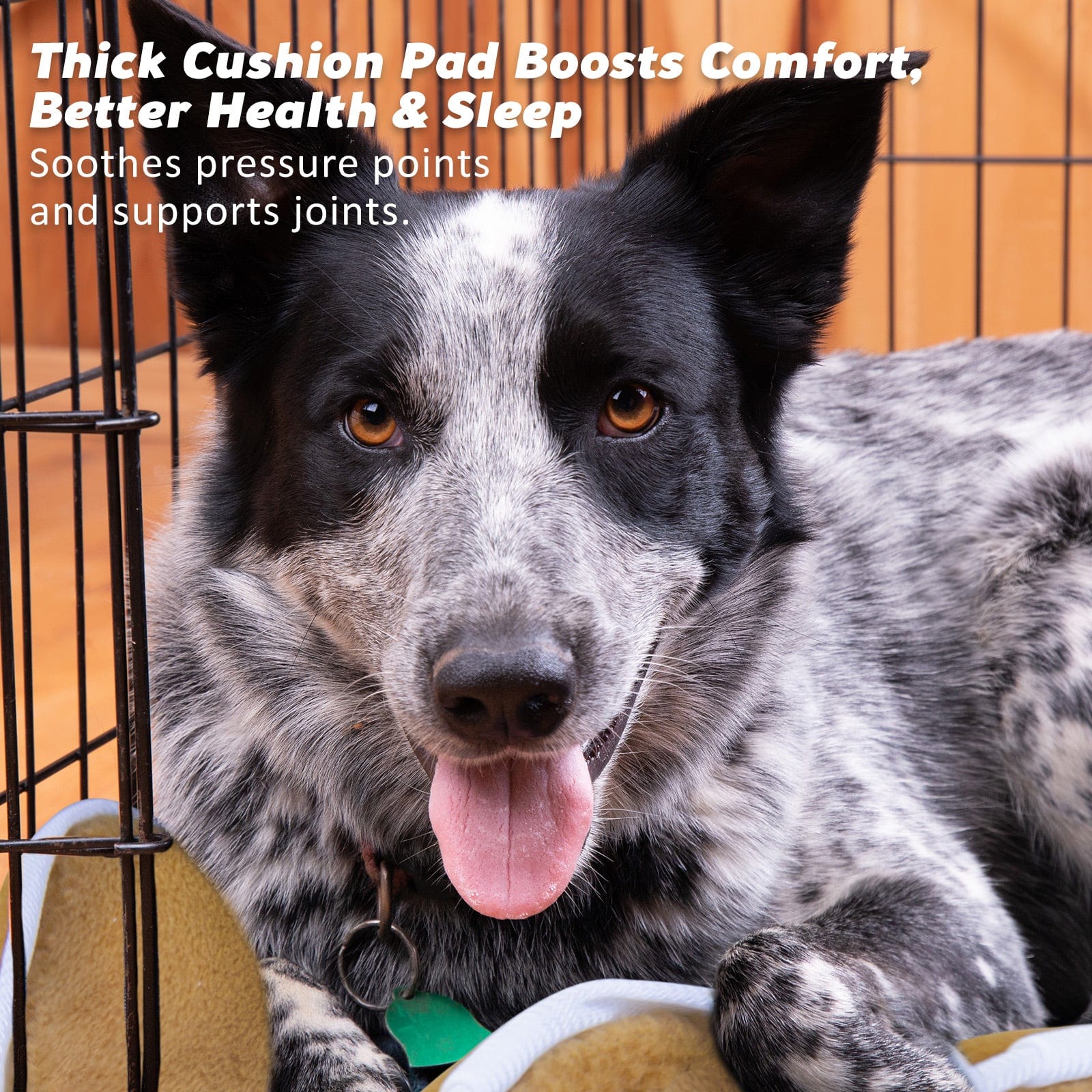 Spud Jax Petshop Wire Dog Cage Foldable Crate Kennel 36in withTray + Cushion Mat Combo Pet Care > Dog Supplies