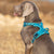 Spud Jax Petshop No Pull Harness Blue M Pet Care > Dog Supplies