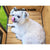 Spud Jax Petshop i.Pet Dog Kennel Kennels Outdoor Wooden Pet House Cabin Puppy Large L Outside Pet Care