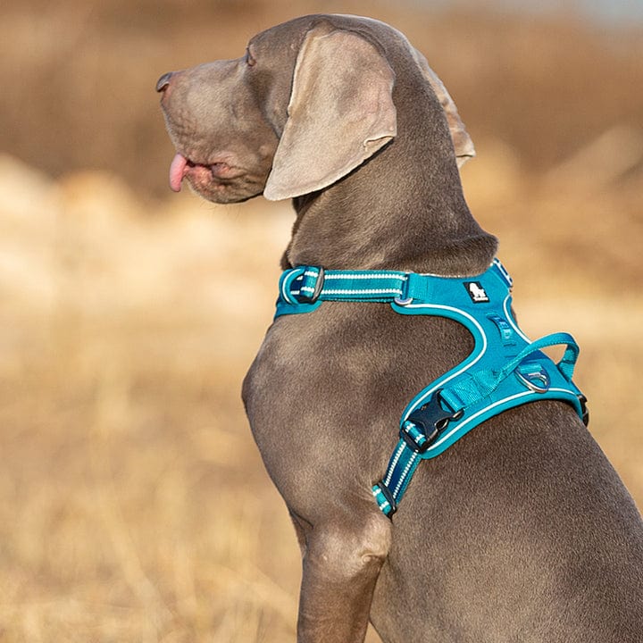 Spud Jax Petshop No Pull Harness Blue S Pet Care > Dog Supplies