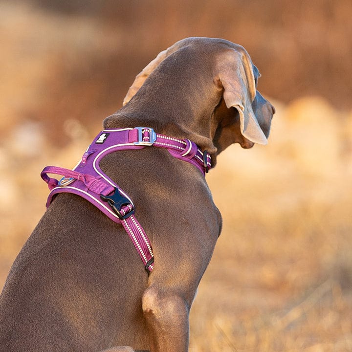 Spud Jax Petshop No Pull Harness Purple L Pet Care > Dog Supplies