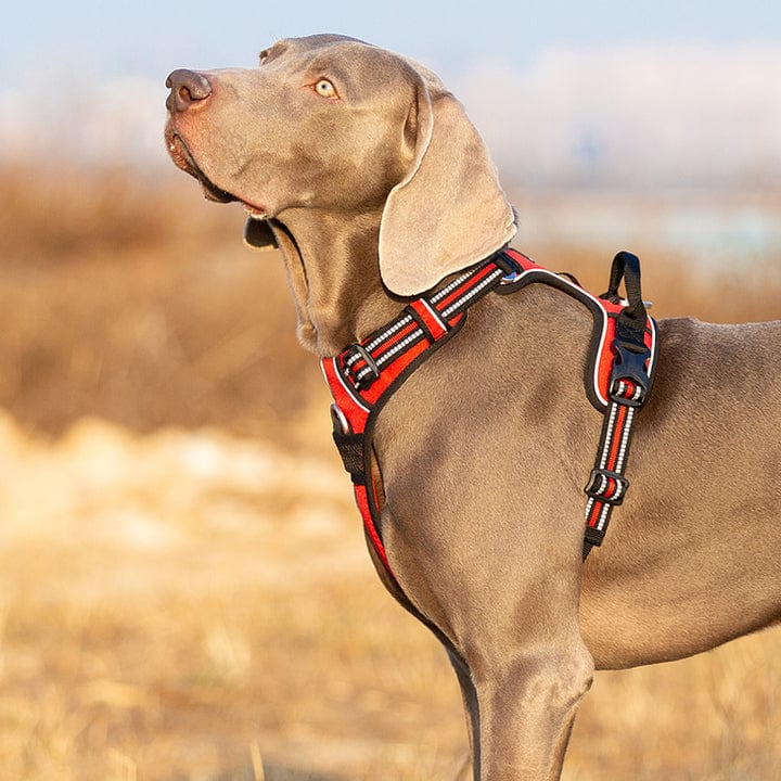 Spud Jax Petshop No Pull Harness Red L Pet Care > Dog Supplies