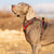 Spud Jax Petshop No Pull Harness Red L Pet Care > Dog Supplies
