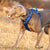 Spud Jax Petshop No Pull Harness Royal Blue L Pet Care > Dog Supplies